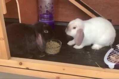 Someone never told these 2 that sharing is caring