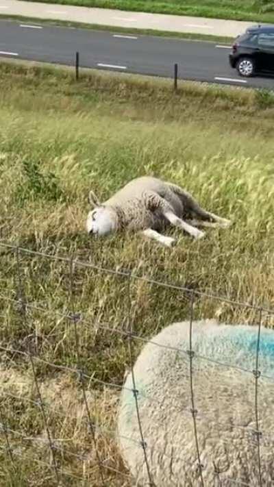 Just lazily nibbling grass on a hill