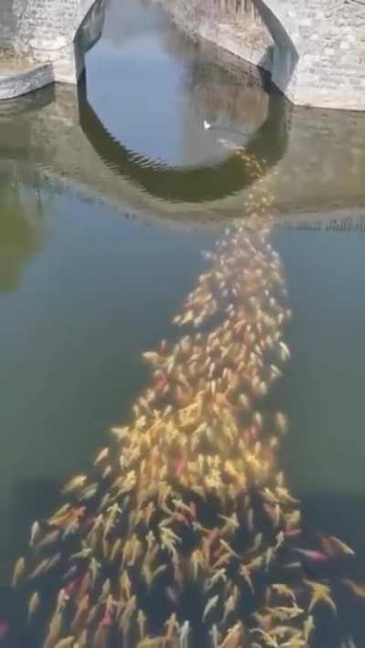 A school of fish following a duck