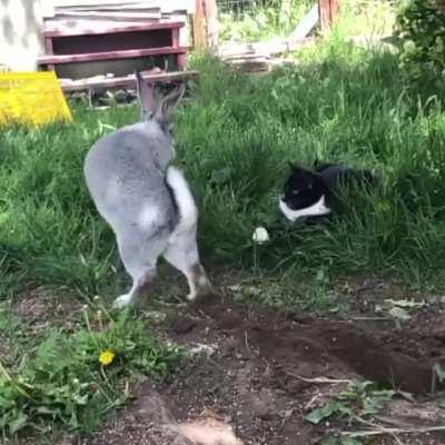 Cat assassin knocks the piss out of bunny