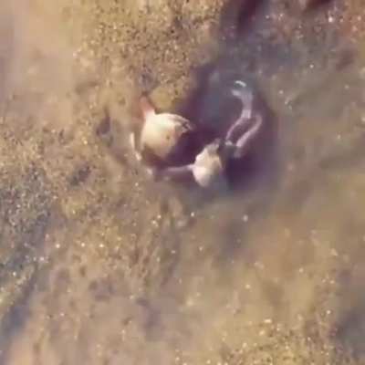 🔥Male crab protecting a female crab when an annoying human tries messing with her