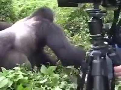 Gorilla grabs ranger, ranger literally dies inside