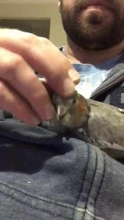 Ringo (6 months) enjoying a scratch. He’s my first cockatiel, and he’s my mate.