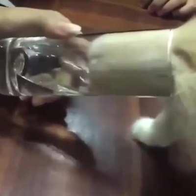 Liquid cat