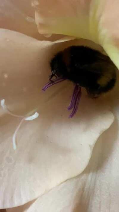 Queen Bea NAPPING IN A FLOWER OH MY GOD MY HEART! Bombus terrestris queen at 95 days with me ❤️