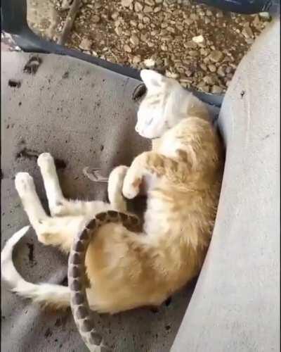 Snuggly til it ain't