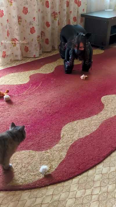 Doing my best to pass as one of the cats… while in a bitchsuit