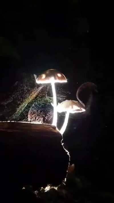 Mushrooms releasing spores 🍄