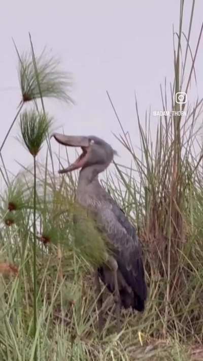 From Adam Thorn’s IG, “In search for a living Dinosaur”