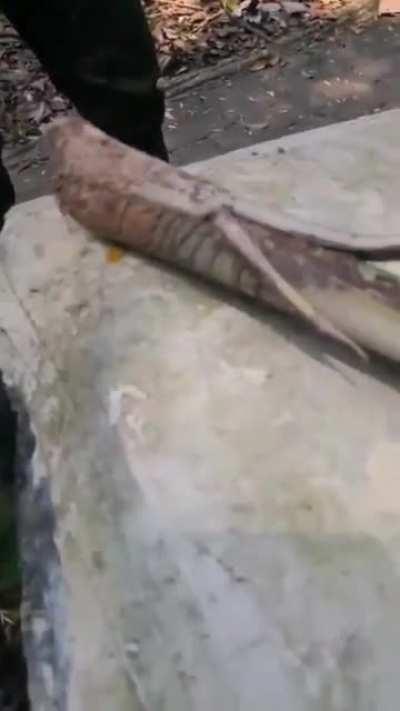 Ilmu survival paling berguna dan korang wajib ambil tahu juga tau.