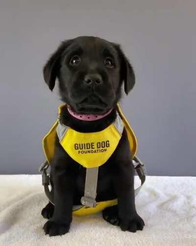 My name is Jessica, I'm training to help my future owner