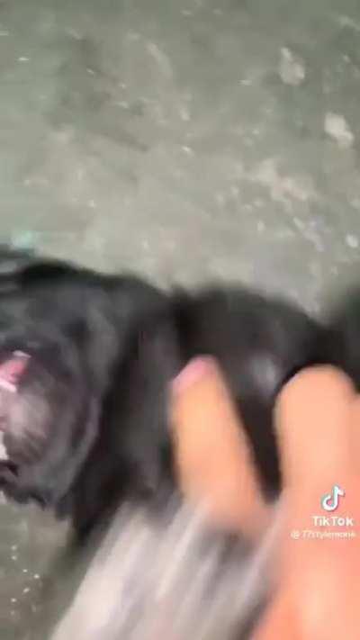 perrito guajamer y perrito chimchemchis