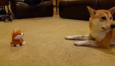 Appa likes his new toy 😂