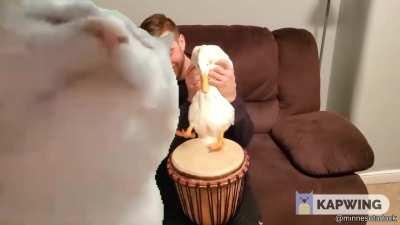 Cat vibing to duck playing the drums