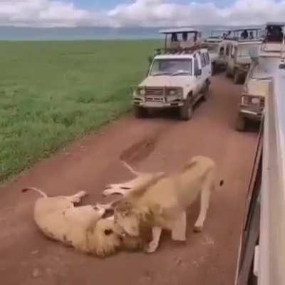 The gay lions