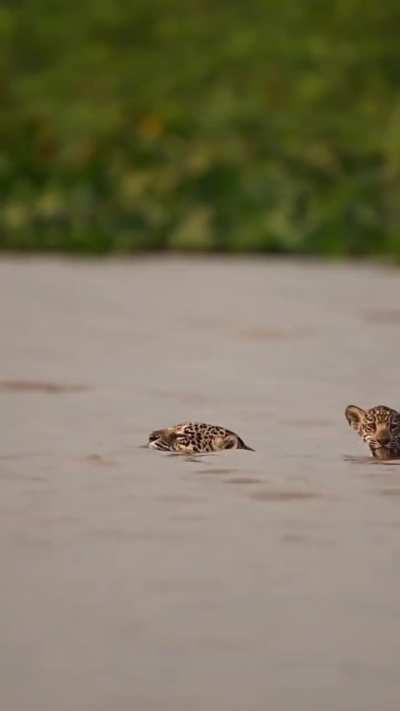 🔥 A precious moment witnessed as a Jaguar cub crossed a channel on piggyback