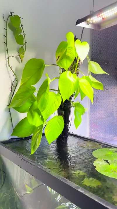 The fish room is coming along. Just need to finish those last two ponds, add some tank racks to the left of the pothos tank and clean up. What do you think?