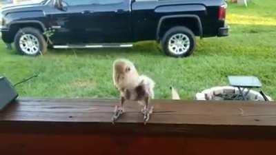 Cockatoo rocks out to Beastie Boys!