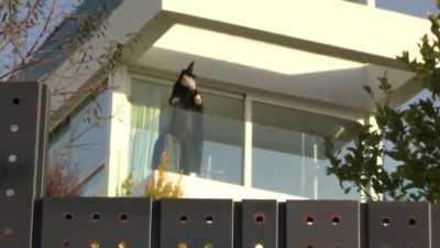 Shakira has reportedly put up a witch mannequin on her balcony facing her ex mother-in-law’s house, with BZRP sessions playing in the background