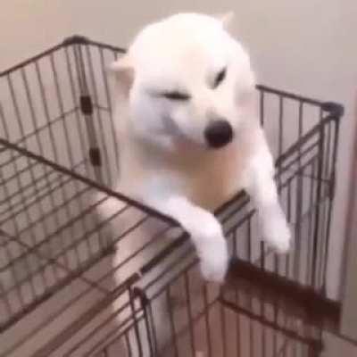 When your dog hears you to win too much time as Germans