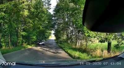 [Poland] Moose pops up from the bushes and hits the cammer