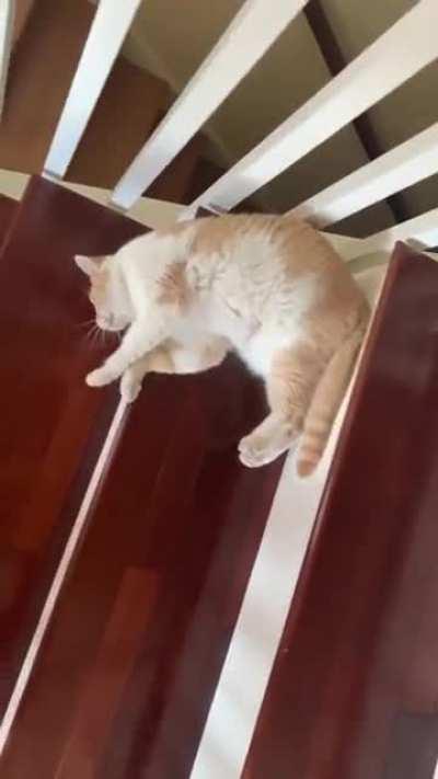 The way this cat takes the stairs