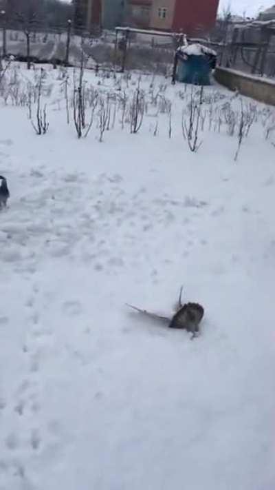 Ебани сальтуху!