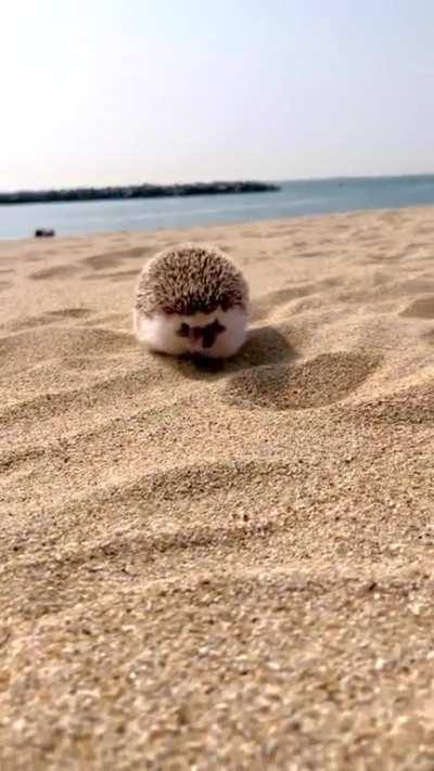 Mr. Chaco enjoying a day at the beach as well he might, it's hard being this cute!