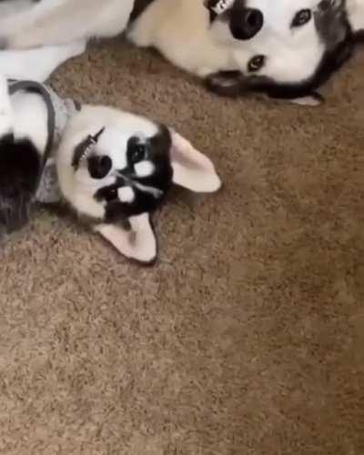 The derpiness must run in the family