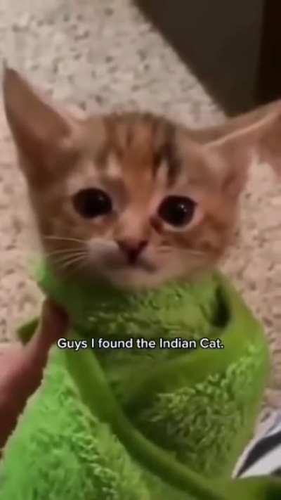indian cat