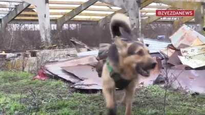 Ru pov.A marine of the Pacific Fleet with the call sign Yariy brought a dog to the front line back in mid-June. A cross between a German Shepherd and an ordinary mongrel - 