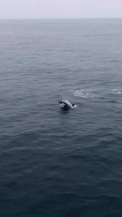 This makes me feel very peaceful. Orca are stunning