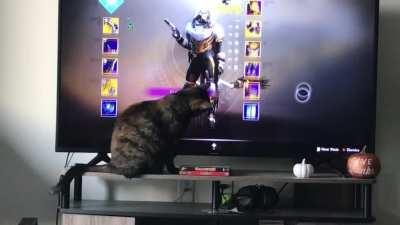 On top of playing the floor is lava endlessly at the tower, this is how I spend my time waiting for my fire team to get bounties and visit the vault 81 times.