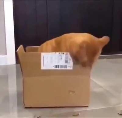 Jake loves animal videos 100% laugh