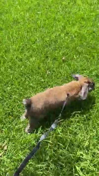 Peanut Butter has fully recovered from his surgery! He can now just worry about playing in the grass and flopping