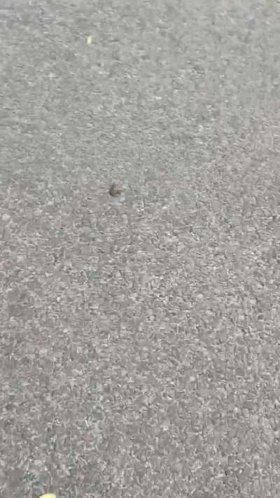 Tiny tiny cuute froggy