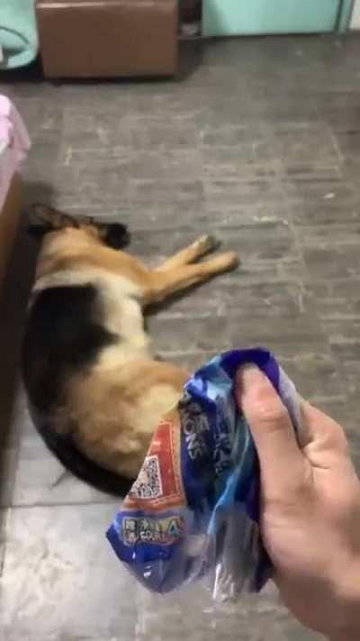 doguinhos e seus incríveis poderes cognitivos