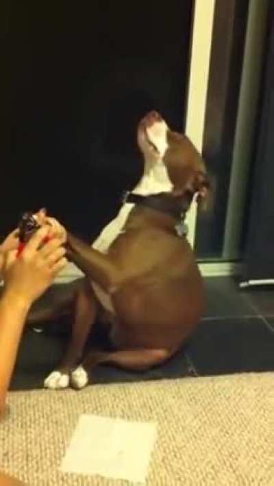 Overdramatic dog faints when it's time to cut nails