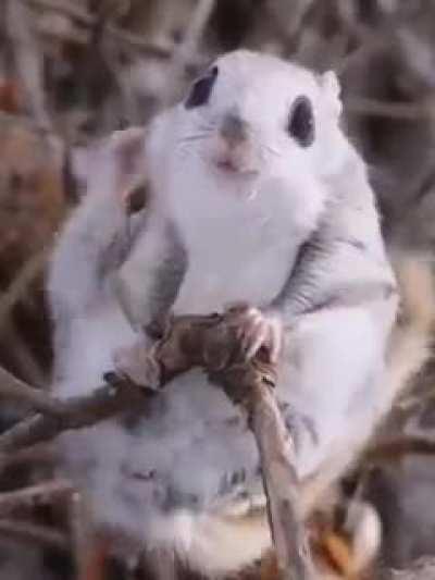 🔥 The Japanese dwarf flying squirrel is one of two species of Old World flying squirrels in the genus Pteromys. During the day this squirrel hides in a hole, usually in a coniferous tree, emerging at night to feed.