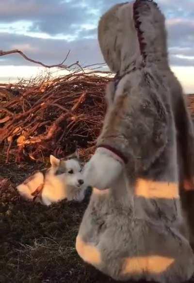 A sweet encounter between a Northern girl and a mischievous puppy