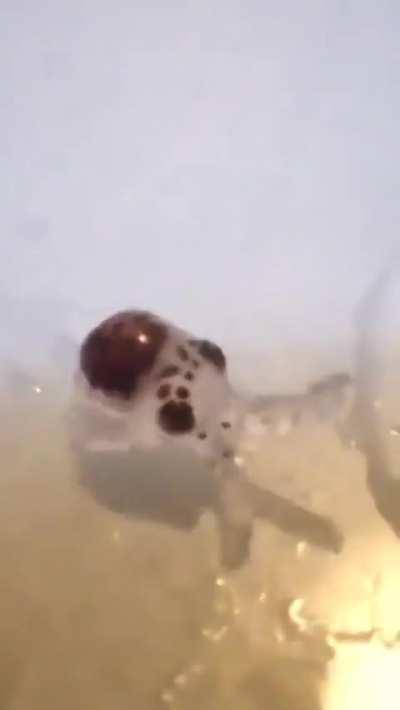 🔥Born the size of a grain of rice, baby octopuses possess remarkable intelligence and problem-solving skills.