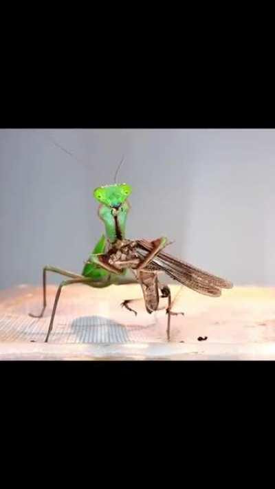 praying mantis not wasting a single bite of it's meal
