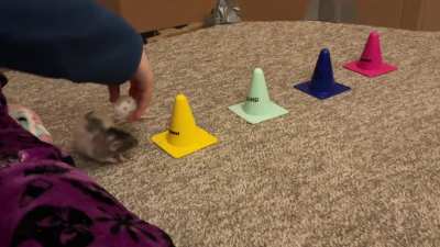 My talented pet rat Butter combining weaves and fetch!