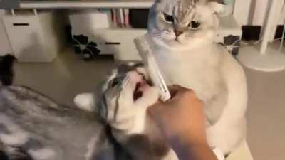 No, addiction is bad 🤣🤣🤣