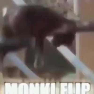 Omg monke do The flip