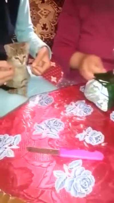 What a nice contribution little kitty is adding