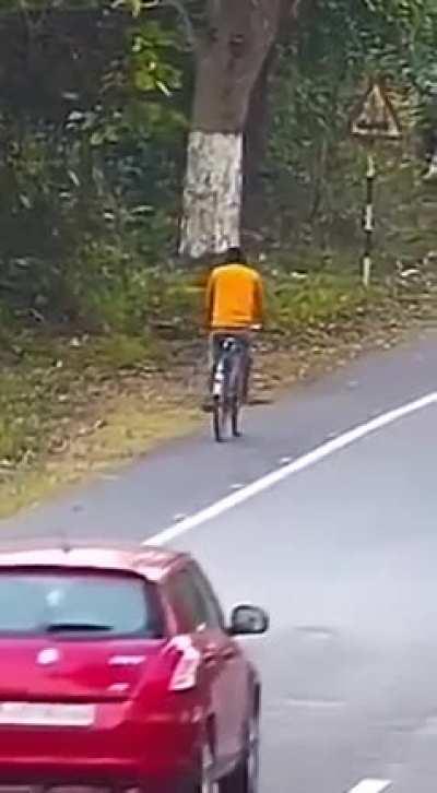 Leopard attacks a cyclist