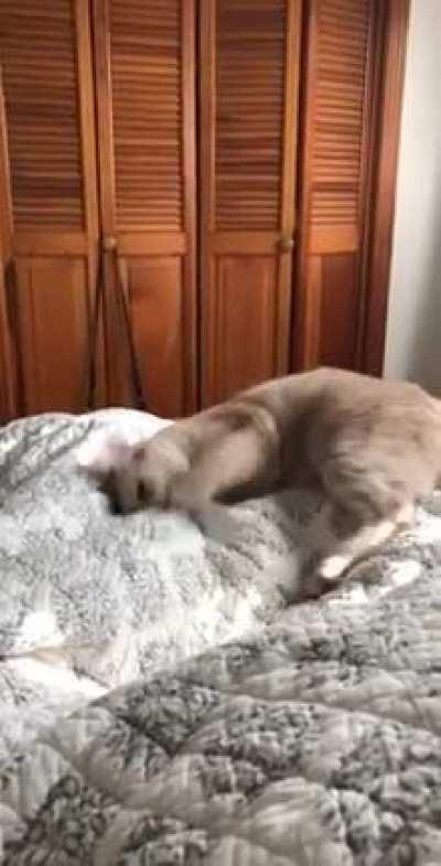 When you play too hard and startle yourself