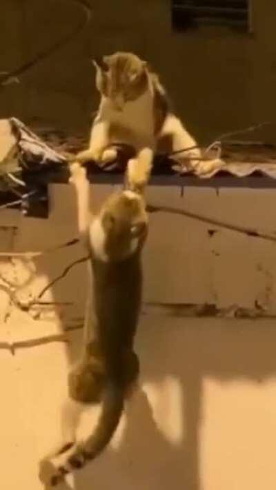 Король лев ирл