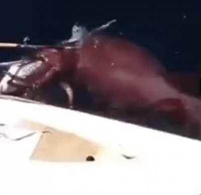 Message to all squid mains